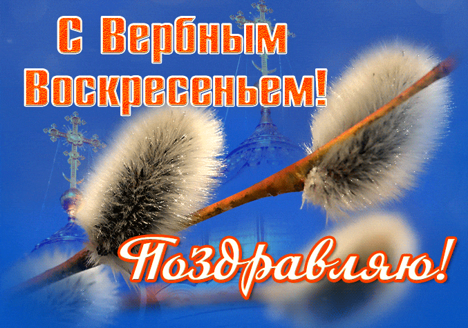 Красивая гифка с надписью "Поздравляю! С Вербным Воскресеньем!" с мерцающей вербой.