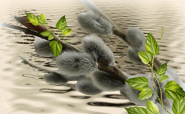 Gif картинка ветка вербы на фоне воды. Gif картинка ветка вербы на фоне воды.