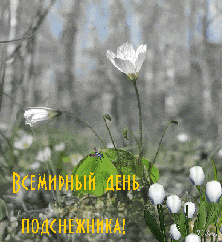 Анимация Всемирный день подснежника.