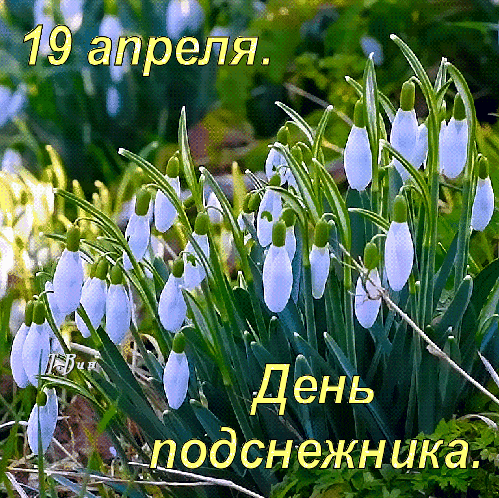 Поздравительная гиф открытка "19 апреля. День подснежника."