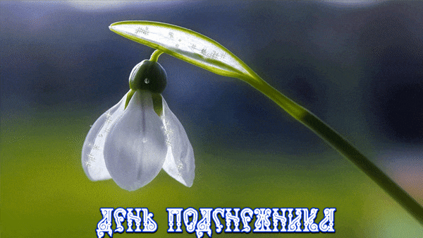 Красивая живая гиф открытка со стекающей каплей воды по подснежнику.