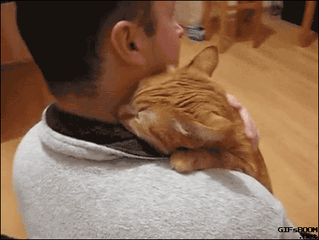 Смешная gif картинка мужик обнимается с рыжим котом.