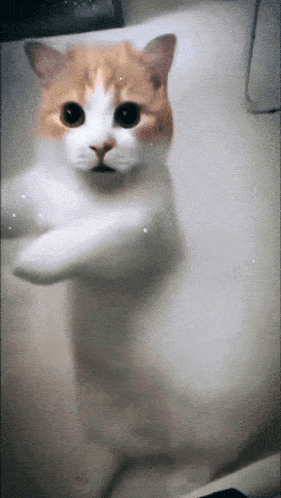 Милый гиф танец няшного кота.