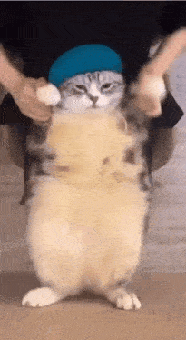 Смешной кот в кепке, похожий на ВДВшника танцует gif картинка.