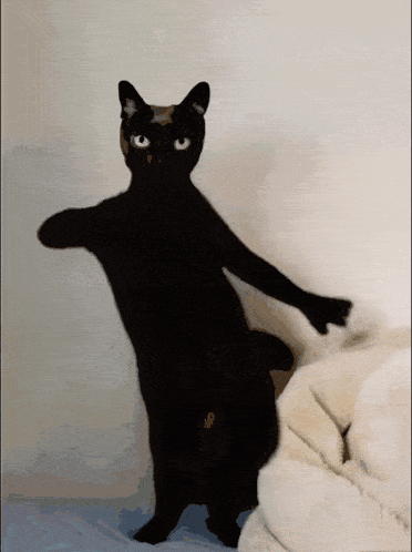Гифка красивая чёрная кошечка красиво танцует.