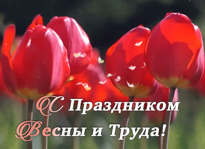 Гифка с красными тюльпанами на праздник весны и труда. Гифка с красными тюльпанами на праздник весны и труда.