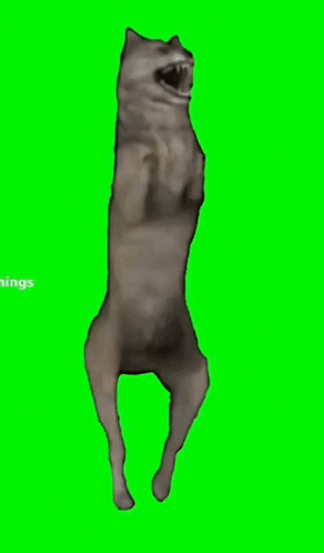 Угарная gif картинка с танцующим волком на зелёном фоне (хромакее).