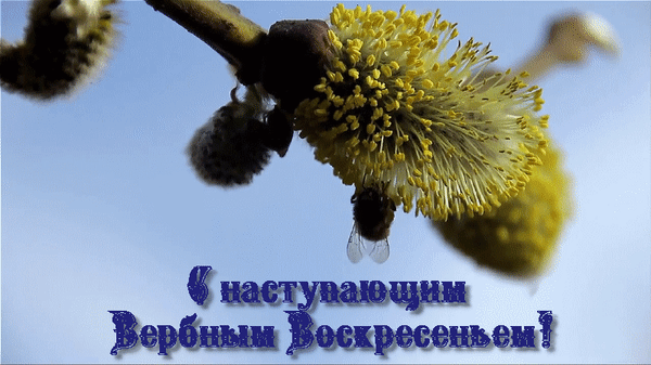 Красивая анимация к наступающему празднику Вербного Воскресенья.