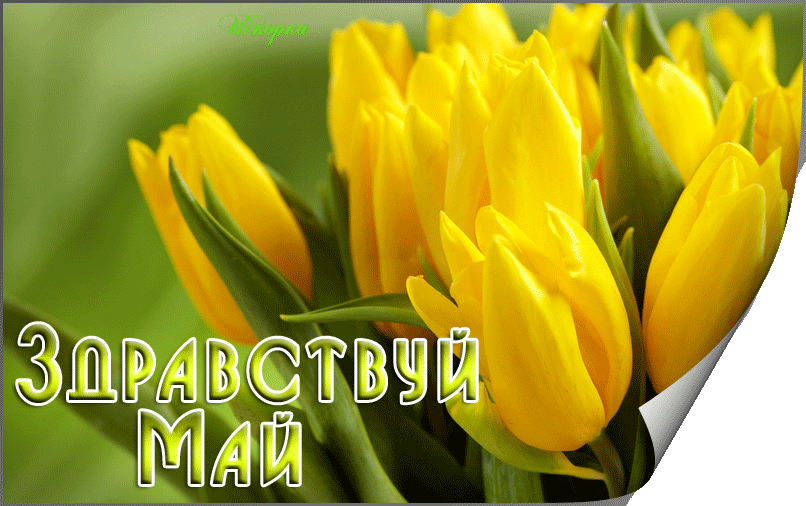 Мерцающая gif картинка с жёлтыми тюльпанами и надписью "Здравствуй, Май!". Мерцающая gif картинка с жёлтыми тюльпанами и надписью "Здравствуй, Май!".