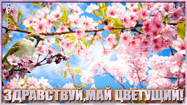 Красивая гифка "Здравствуй, Май цветущий!". Красивая гифка "Здравствуй, Май цветущий!".
