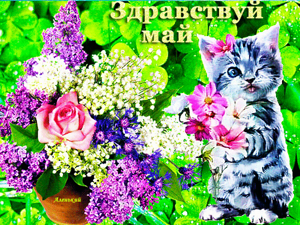 Красивая весенняя gif картинка с котёнком и сиренью "Здравствуй, Май!". Красивая весенняя gif картинка с котёнком и сиренью "Здравствуй, Май!".