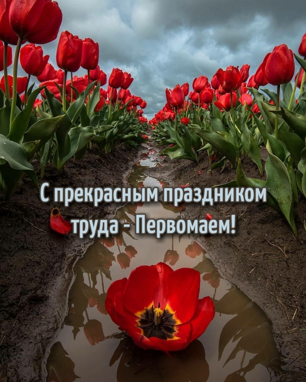 Креативная открытка с тюльпановом полем и поздравлением с Первомаем.