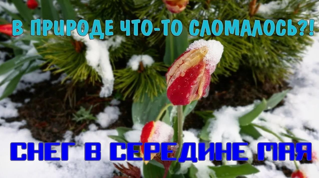 Фото с заснеженным тюльпаном и надпись "В природе что-то сломалось?! Снег в середине Мая!". Фото с заснеженным тюльпаном и надпись "В природе что-то сломалось?! Снег в середине Мая!".