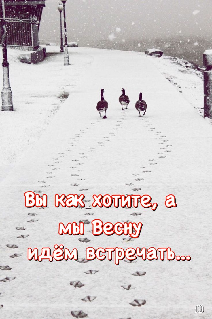 Даже утки в этом Мае идут по снегу встречать весну. Даже утки в этом Мае идут по снегу встречать весну.