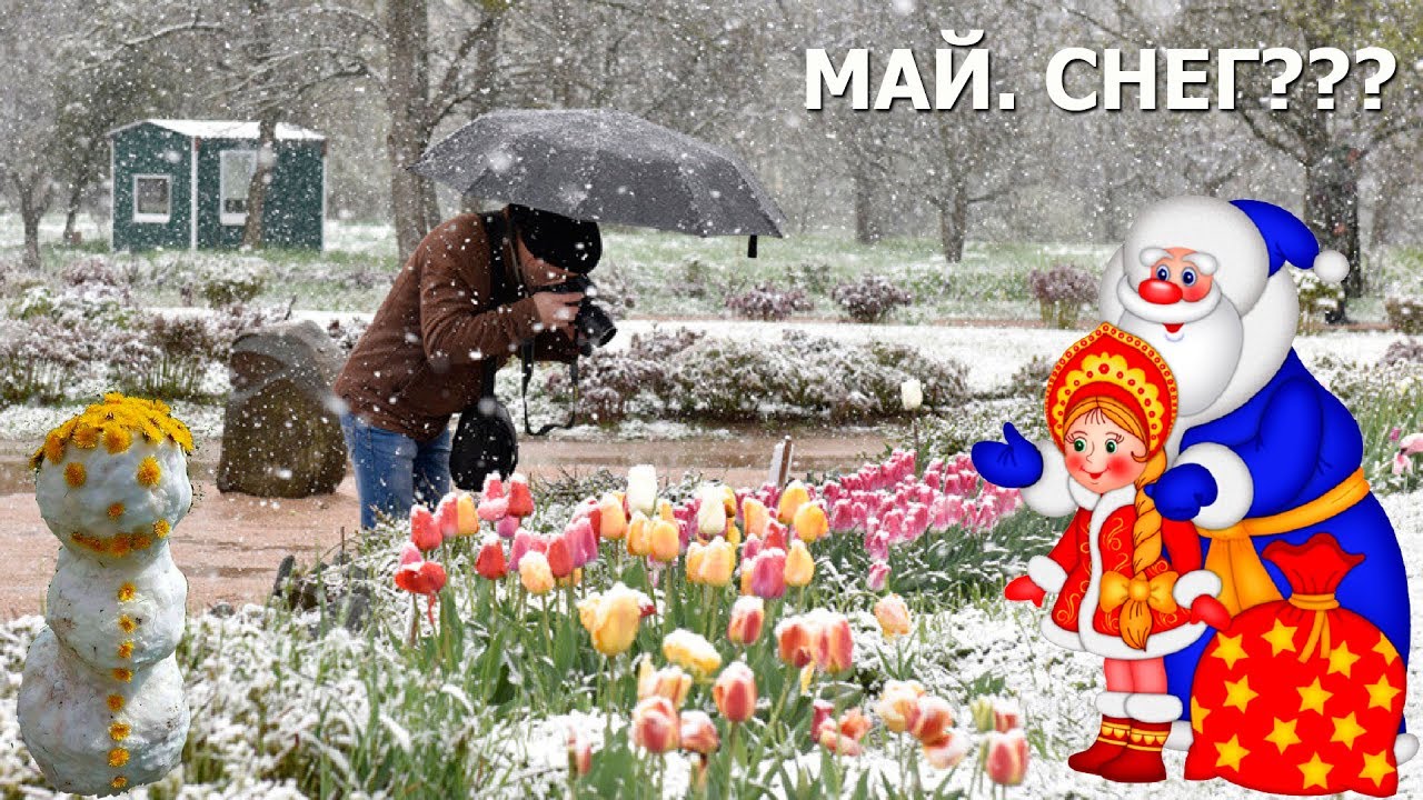 Тюльпаны под Майским снегом на фото. Тюльпаны под Майским снегом на фото.