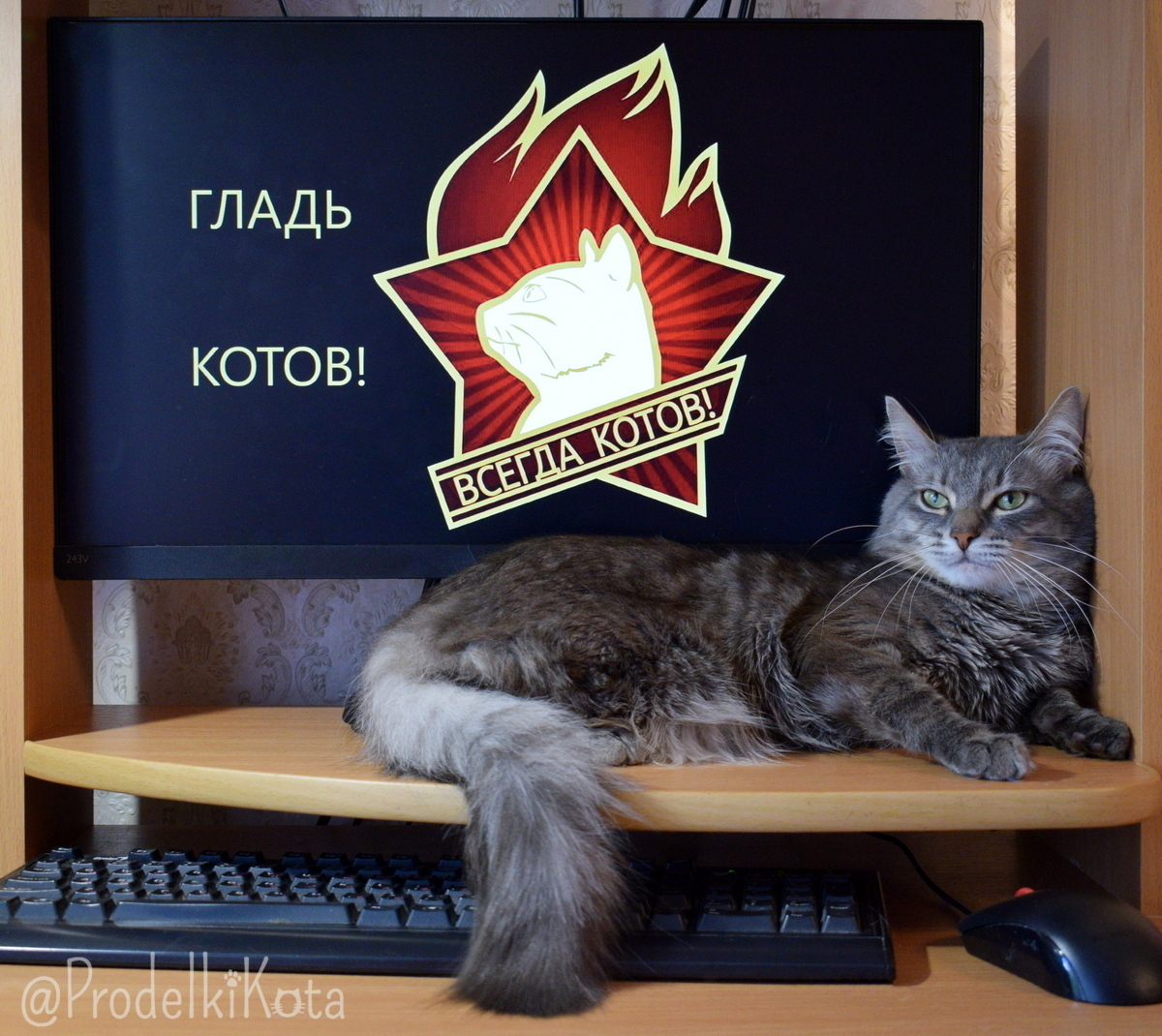 Гладь Котов! Всегда котов.