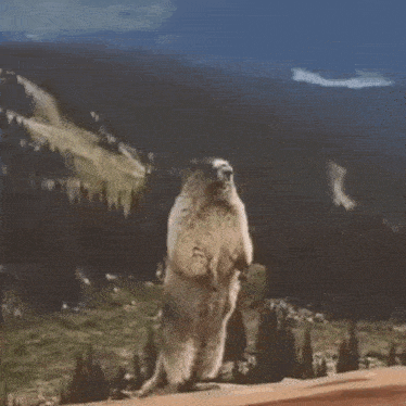 Смешная gif картинка с орущим сурком (бобром) на горе с надписью "HAAAAAAAA!!!".