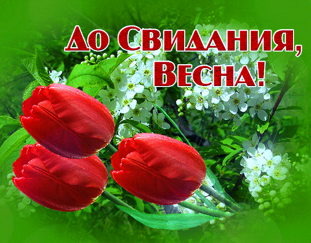 Тюльпановая гифка с надписью "До свидания, Весна!".