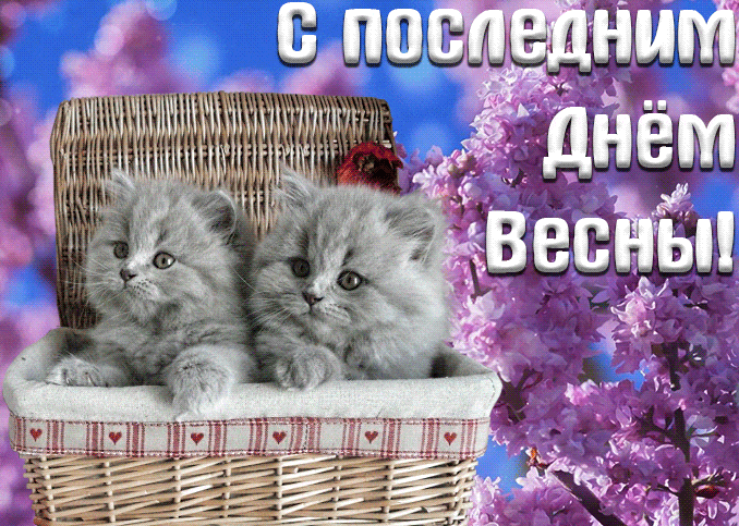 Милая гифка с котятами к последнему весеннему дню 31 мая.