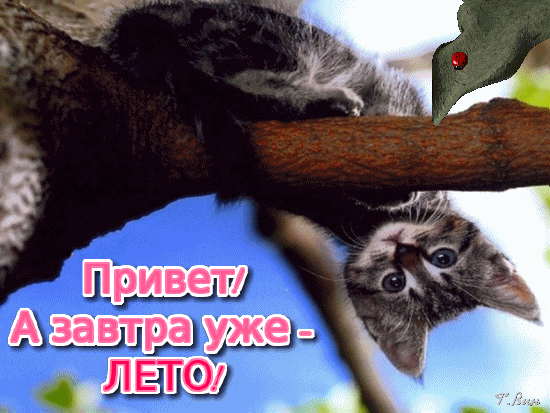Необычная гиф картинка с котёнком "привет а завтра уже лето!".