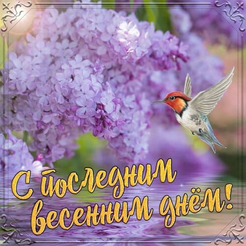 Милая картинка с птичкой колибри для женщин на последние весенние дни.
