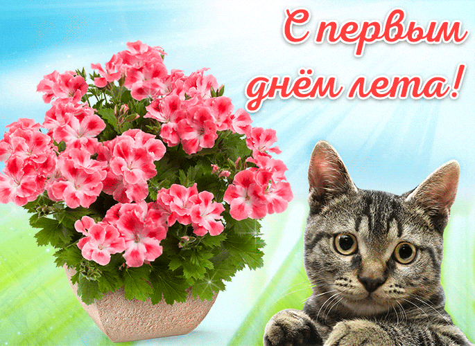Забавная гифка с котом и цветами "С первым днём лета!".