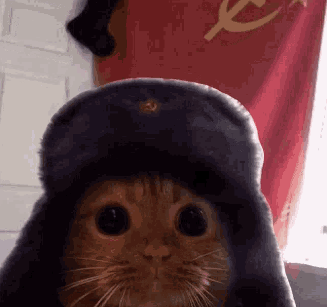 Мем Гифка Кот в ушанке на фоне флага СССР. Мем Гифка Кот в ушанке на фоне флага СССР.