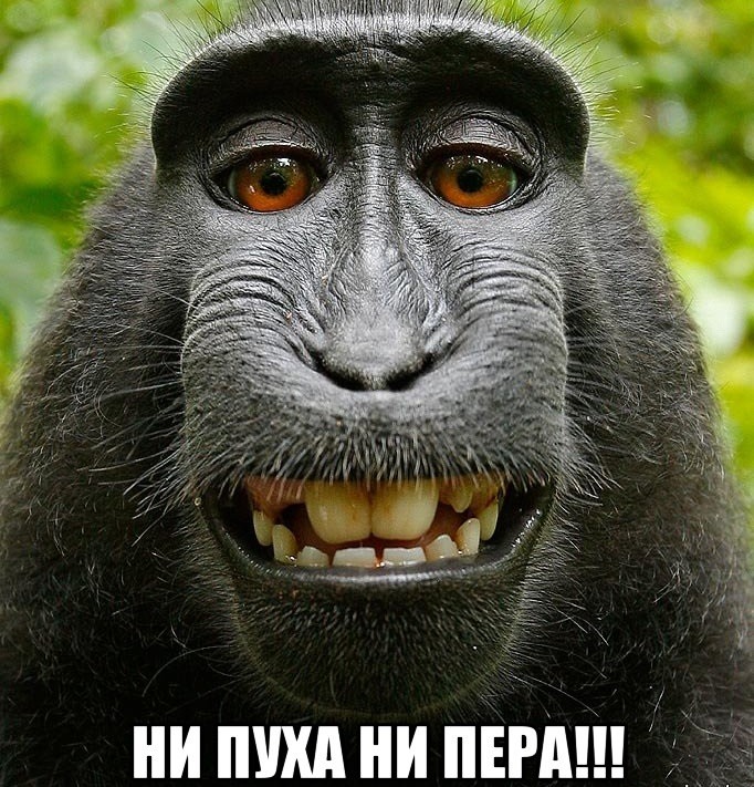 Смешная картинка с обезьяной и надписью "Ни пуха, ни пера!".
