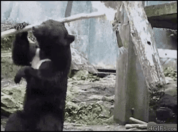 Gif картинка мишка мастерски вертит бревно в руках, практически ка мастер боевых искусств.