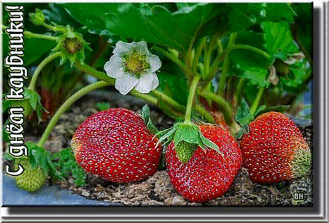 Летняя вкусная гифка с днём клубники в России 18 Июня.