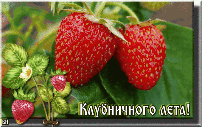 Прикольная гиф открытка с пожеланием клубничного лета.