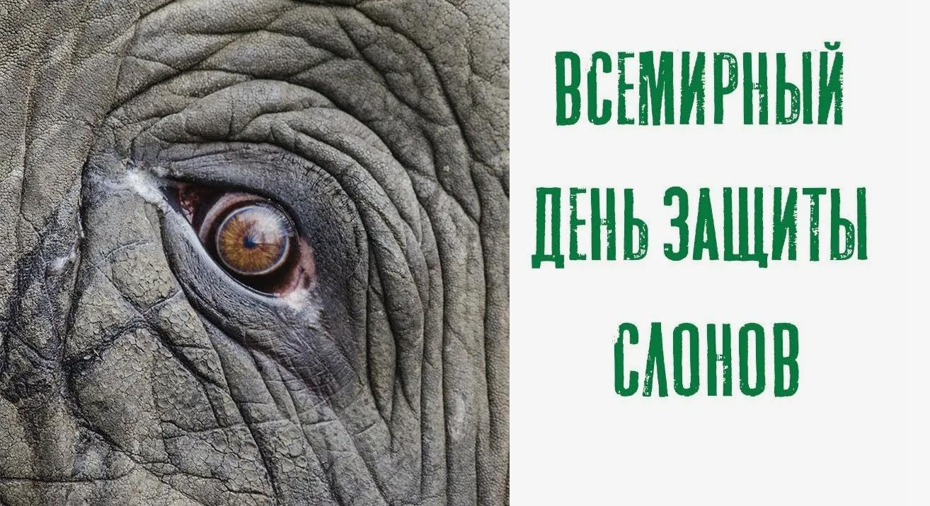 Красивая эффектной картинка на всемирный день защиты слонов.