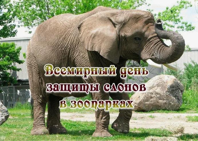 Фото со слоном в зоопарке к 20 Июня.
