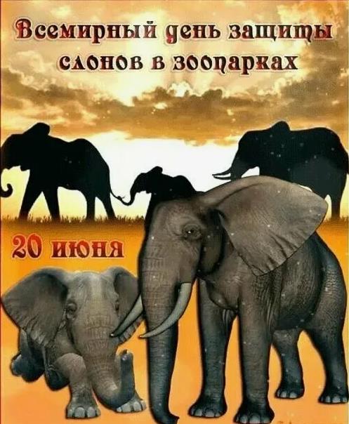 Открытка с африканскими слонами ко всемирному дню из защиты в зоопарках по всему миру.