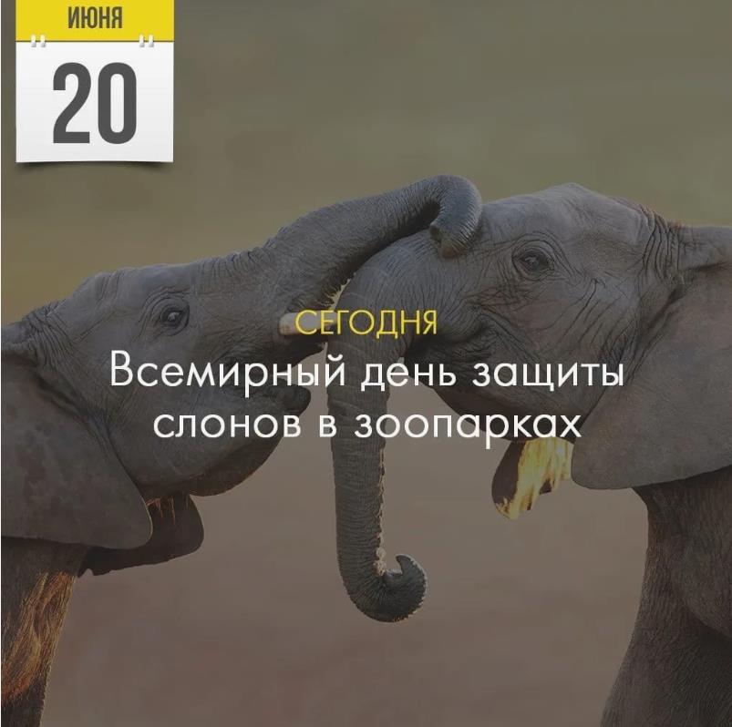 Трогательное фото 20 Июня сегодня всемирный день защиты слонов в зоопарке.