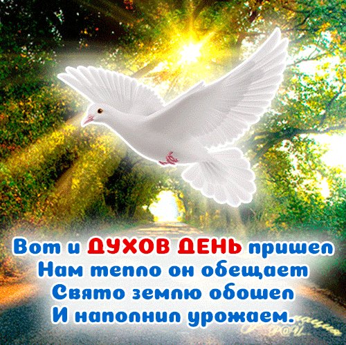 Лучшие летние гифки с белым голубем и пожеланиями в Духов день.