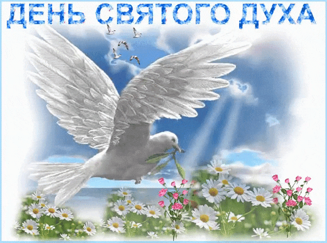 Светлая мерцающая gif картинка на день Святого духа с белым голубем.