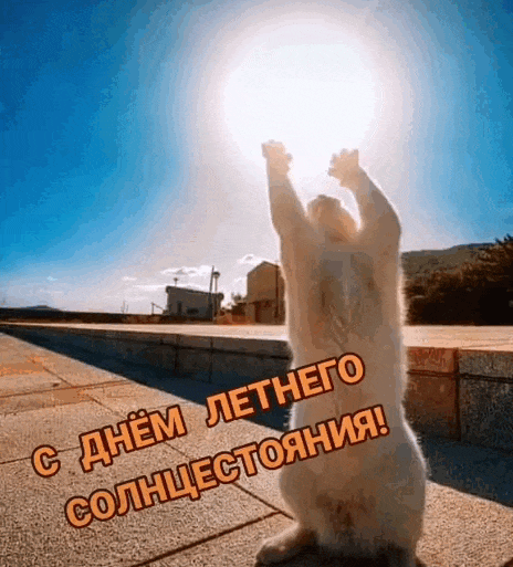 Прикольная гифка с котиком который тянется к мигающему (сияющему) солнышку и надпись "С днём летнего солнцестояния!". Прикольная гифка с котиком который тянется к мигающему (сияющему) солнышку и надпись "С днём летнего солнцестояния!".