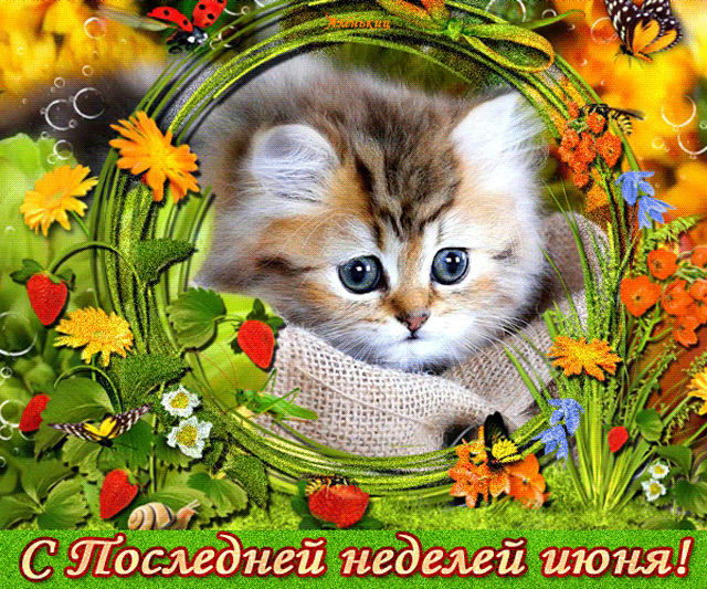 Милая гифка с котёнком и поздравлением с последней неделей Июня.
