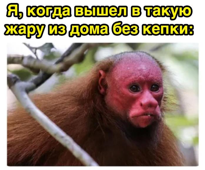 Мем с обезьяной с красной башкой, когда вышел в такую жару из дома без кепки. Мем с обезьяной с красной башкой, когда вышел в такую жару из дома без кепки.