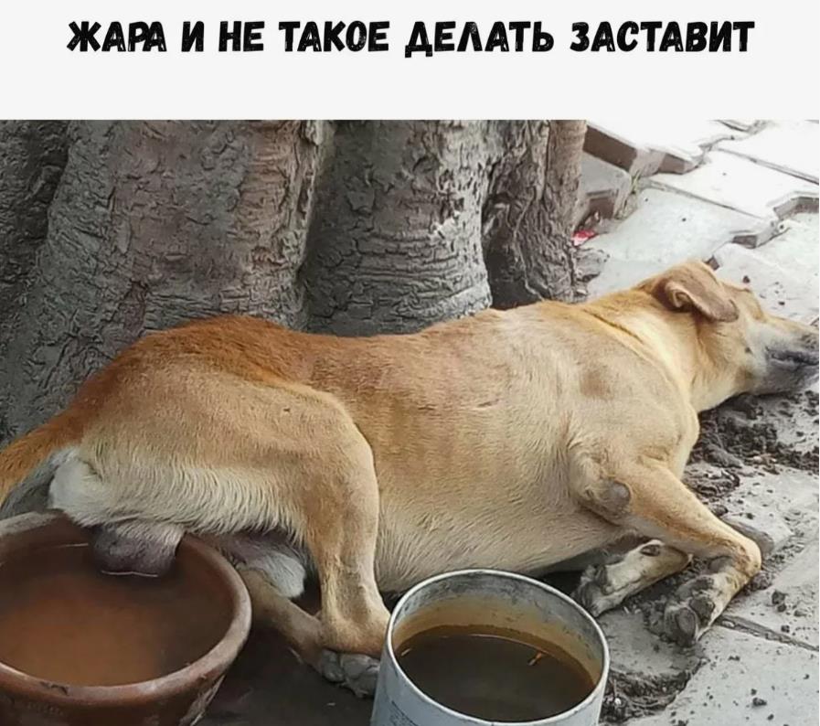 Немного пошлый демотиватор "Жара и не такое делать заставит" как собака яйца охлаждала. Немного пошлый демотиватор "Жара и не такое делать заставит" как собака яйца охлаждала.