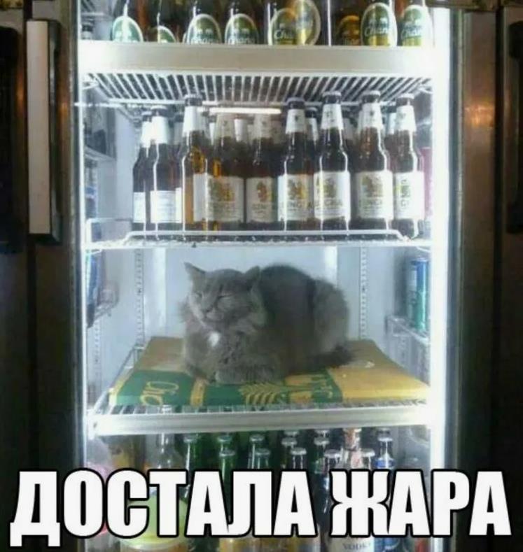 Жара достала, даже коты сидят в холодильниках. Жара достала, даже коты сидят в холодильниках.