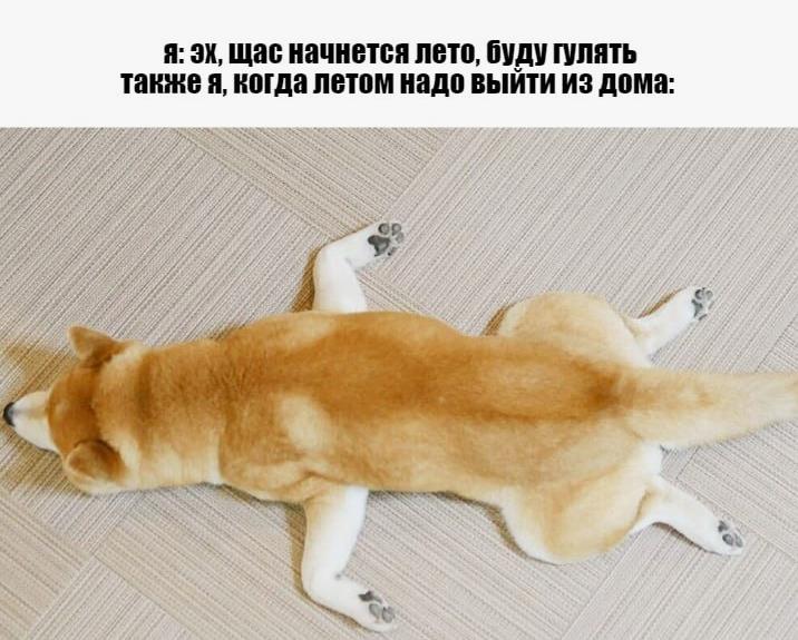 Шутка про меня и мои планы на лето. Шутка про меня и мои планы на лето.