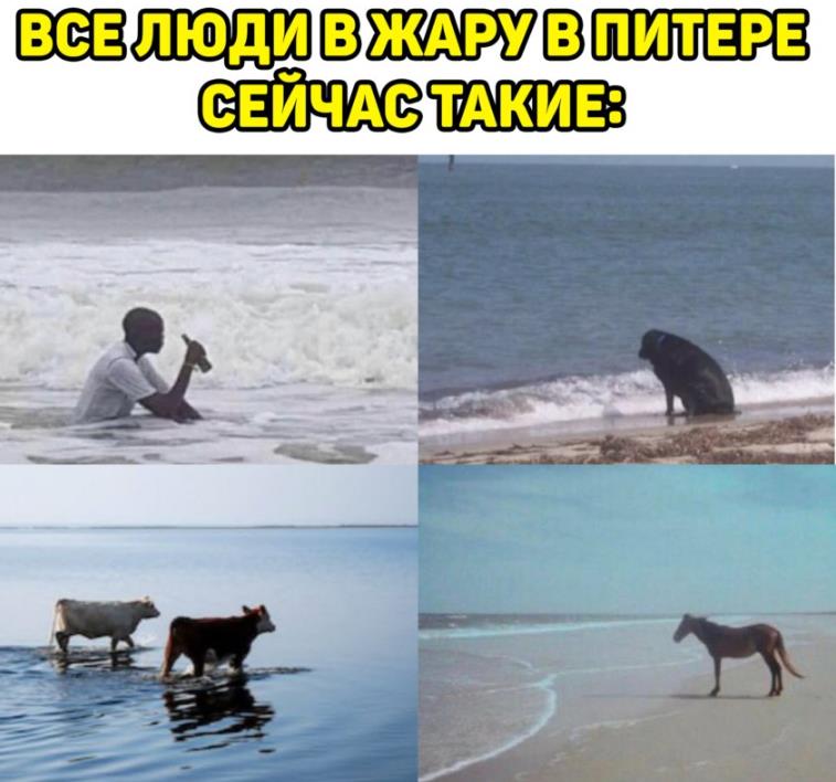 Все люди в Питере в жару сейчас такие. Все люди в Питере в жару сейчас такие.