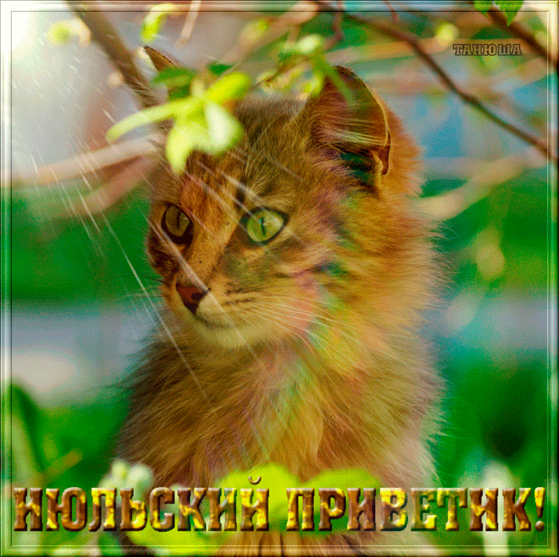 Солнечные гифки с кошкой "Июльский, Привет!". Солнечные гифки с кошкой "Июльский, Привет!".