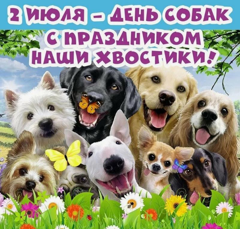 Смешная открытка с четвероногими 2 Июля - день собак с праздником наши хвостики.