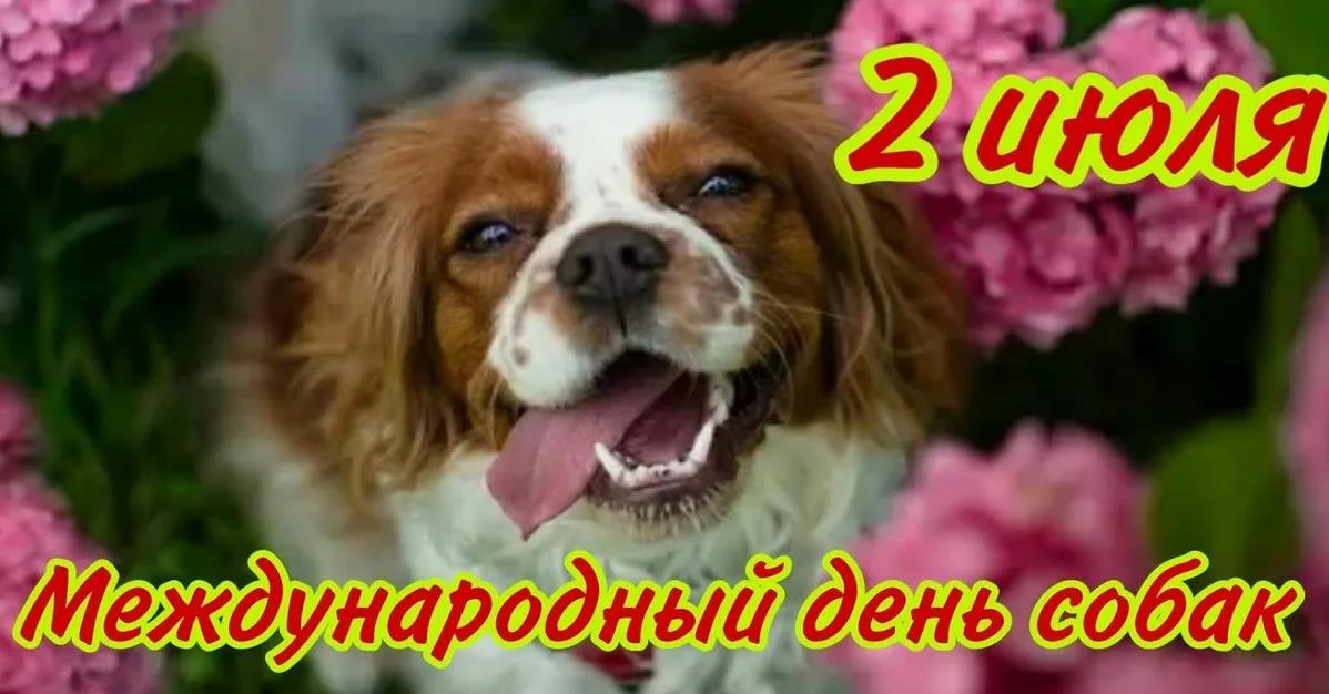 Смешная летняя картинка на праздник второго Июля - день собаки.