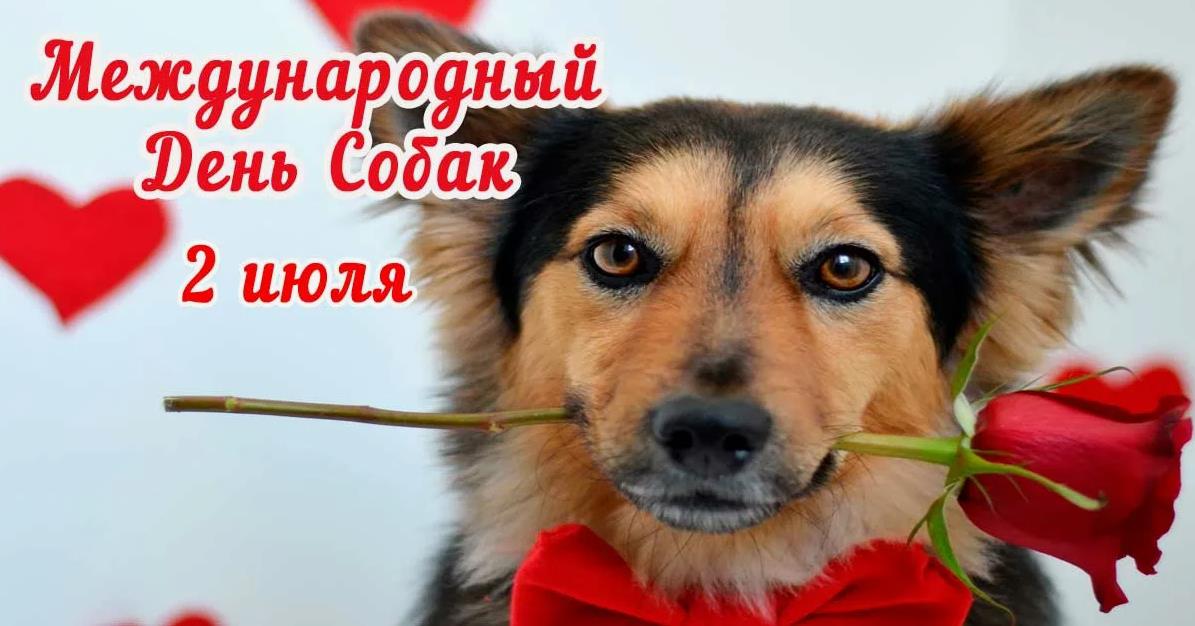 Красивая открытка с пёсиком и розой в зубах для поздравления женщины собаковода с всемирным днём собак.