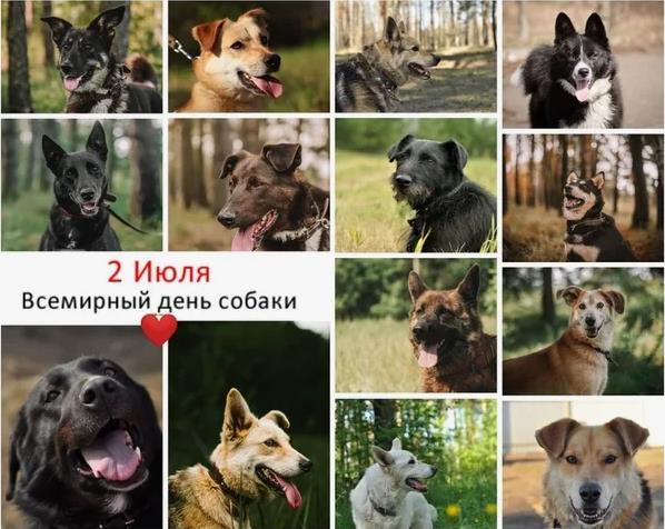 Фото коллаж ко всемирному дню собак с разными породами.