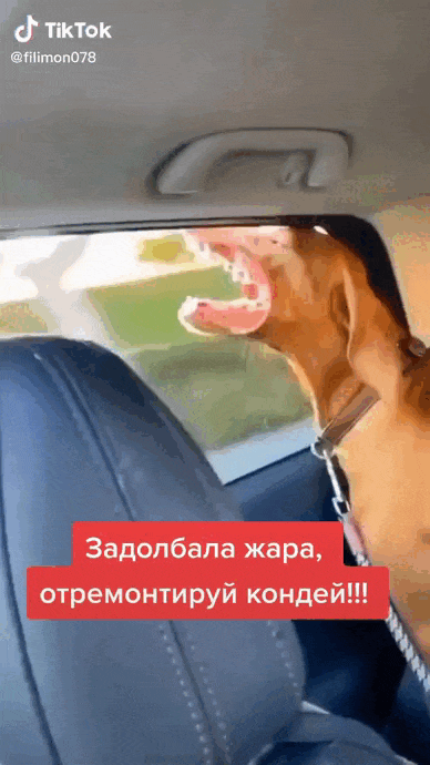 Ещё одна угарная анимация с собакой из Tik Tok видео ролика "Задолбала жара, отремонтируй кондей!". Ещё одна угарная анимация с собакой из Tik Tok видео ролика "Задолбала жара, отремонтируй кондей!".